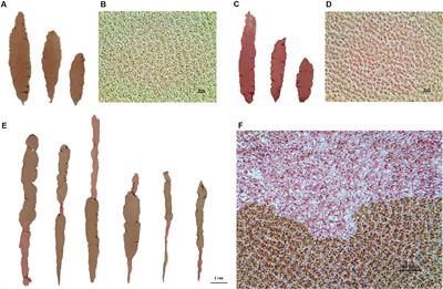 Fine Mapping to Identify the Functional Genetic Locus for Red Coloration in Pyropia yezoensis Thallus